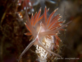   Flabellina lineata  